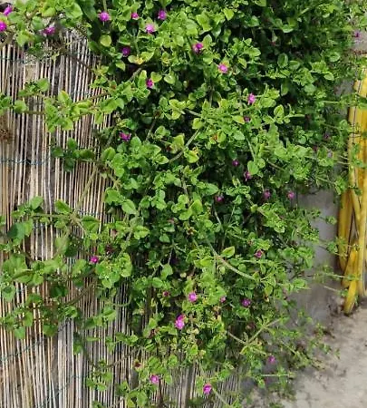 Semesterbostad La Casetta In Collina