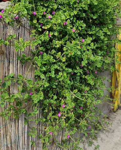 Casa vacanze La Casetta In Collina